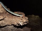 00395-1951 Racer Snake in Racer Cave - Photo by GKS